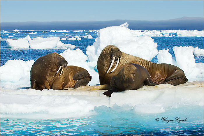 Atlantic Walruses 106 by Dr. Wayne Lynch &copy;